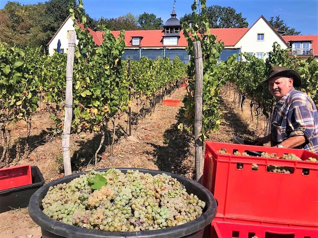 Pension Bella Vista - Winzerhof Golk Meißen Esterno foto